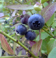 AURORA BLUEBERRY (Vaccinium corymbosum)