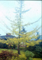 AUTUMN GOLD MALE GINKGO (Ginkgo biloba)