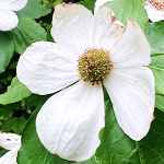 BARRICK PACIFIC DOGWOOD (Cornus nuttallii)
