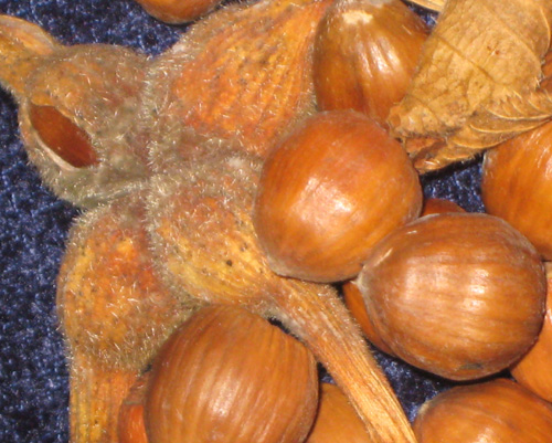 LARSMONT BEAKED HAZEL (Corylus cornuta)