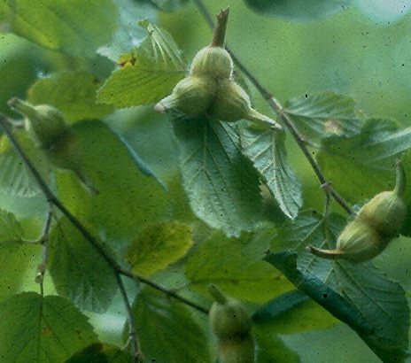 BEAKED HAZEL (Corylus cornuta)