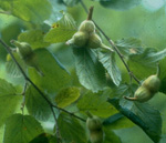 BEAKED HAZEL (Corylus cornuta)