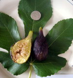 BEALL FIG (Ficus carica)