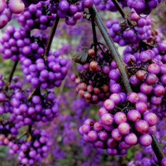 Beautyberry Bush