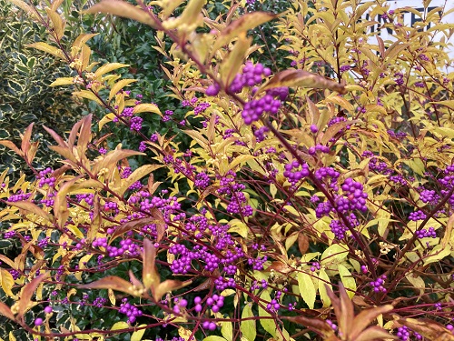 PROFUSION BEAUTYBERRY (Callicarba bodinieri var giraldii)