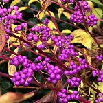 PROFUSION BEAUTYBERRY (Callicarba bodinieri var giraldii)