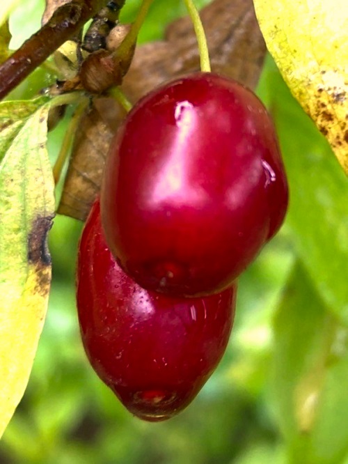 BIG FRUIT CORNELIAN CHERRY DOGWOOD (Cornus mas)