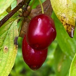 BIG FRUIT CORNELIAN CHERRY DOGWOOD (Cornus mas)