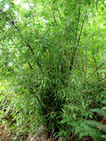 BLACK SPREADING BAMBOO (Phyllostachys nigra)