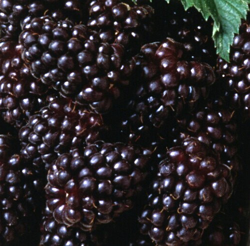 PRIME-ARK � TRAVELER THORNLESS BLACKBERRY (Rubus x)