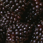 PRIME-ARK � TRAVELER THORNLESS BLACKBERRY (Rubus x)