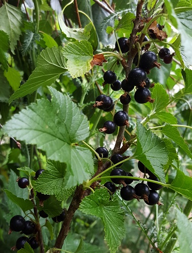 MINAJ SMYRIOU BLACK CURRANT (Ribes nigrum)