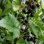 MINAJ SMYRIOU BLACK CURRANT (Ribes nigrum)