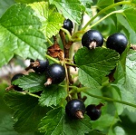 TITANIA CURRANT (Ribes nigrum)