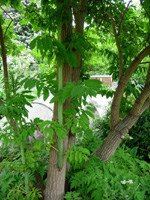 HASCHBERG ELDERBERRY (Sambucus nigra)