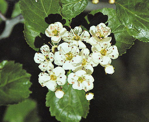 BLACK HAWTHORN (Crataegus douglasii)