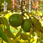 EMMA KAY BLACK WALNUT (Juglans nigra)
