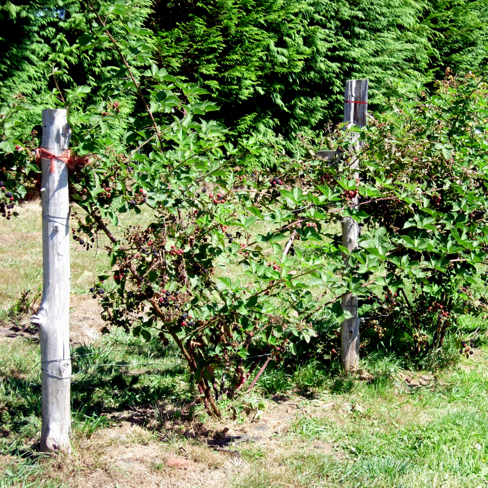 Cane Fruits Burnt Ridge Nursery & Orchards