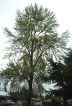 BLACK COTTONWOOD (Populus trichocarpa)