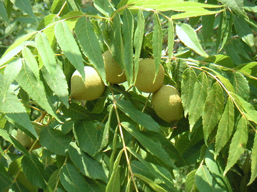 BLACK WALNUT SEEDLINGS (Juglans nigra)