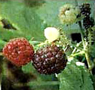 BLACK CAP RASPBERRY (Rubus leucodermis)