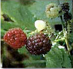 BLACK CAP RASPBERRY (Rubus leucodermis)