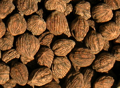 BLACK WALNUTS