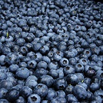 TOP HAT BLUEBERRY (Vaccinium angustifolium)
