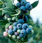 BLUECROP BLUEBERRY (Vaccinium corymbosum)