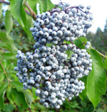 BLUE ELDERBERRY (Sambucus caerulea)
