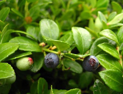 BERRIED TREASURE (TM) BOX HUCKLEBERRY (Gaylussucia brachycera)