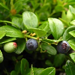 BERRIED TREASURE (TM) BOX HUCKLEBERRY (Gaylussucia brachycera)
