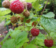 BOYNE RASPBERRY (Rubus sp.)