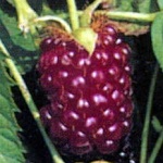 TAYBERRY (Rubus fruiticosus x R.idaeas)