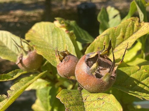 BREDA GIANT MEDLAR (Mespilus germanica)