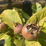 BREDA GIANT MEDLAR (Mespilus germanica)