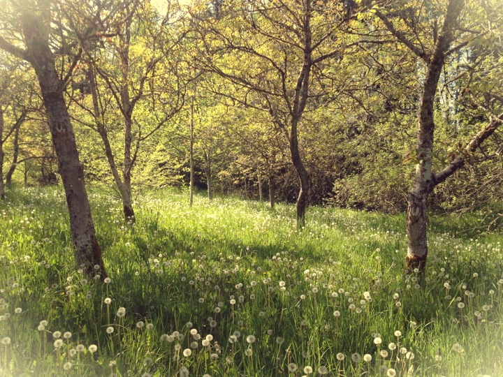 Land Transition: Creating a New Orchard or Garden on Newly Cleared Land