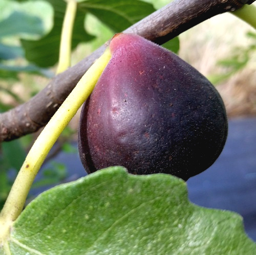 bruser Ulykke log Buy English Brown Turkey Fig Trees | Burnt Ridge Nursery-Burnt Ridge Nursery