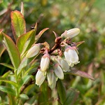 BRUNSWICK LOWBUSH BLUEBERRY (Vaccinium angustifolium)
