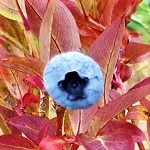 CABERNET SPLASH BLUEBERRY (tm) (Vaccinium hybrid vacbril)
