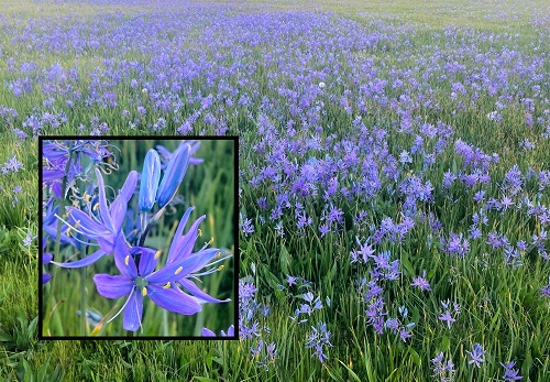 COMMON CAMAS (Camassia quamash)