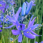 COMMON CAMAS (Camassia quamash)