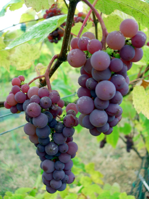 CANADICE SEEDLESS RED GRAPE (Vitis labrusca)
