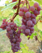 CANADICE SEEDLESS RED GRAPE (Vitis labrusca)