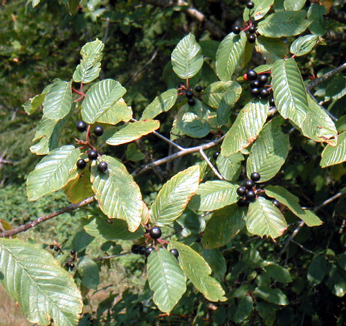 CASCARA SAGRADA (Frangula / Rhamnus purshiana)