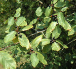 CASCARA SAGRADA (Frangula / Rhamnus purshiana)
