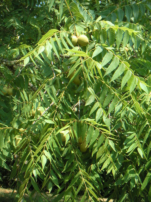 CHAMBERLIN BUTTERNUT (Juglans cinera)
