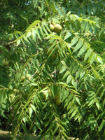 CHAMBERLIN BUTTERNUT (Juglans cinera)