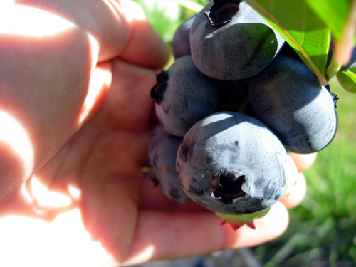CHANDLER BLUEBERRY (Vaccinium corymbosum)