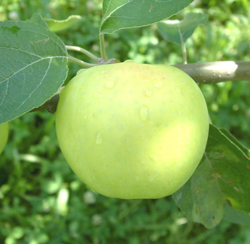 CHEHALIS APPLE (Malus domestica)